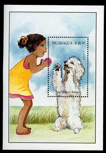 Poodle white french dog - poodle,