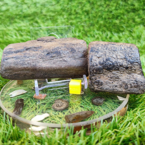 Fossil wood bundle - , north
