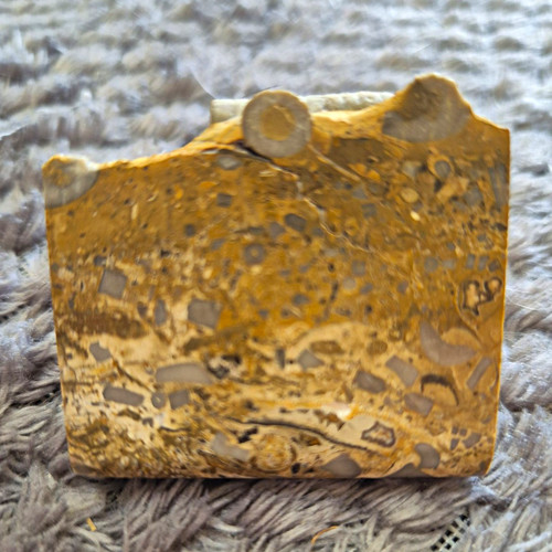 Polished crinoid fossil - polished,