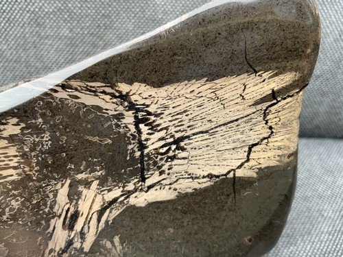 Rare fossil fish - rare,