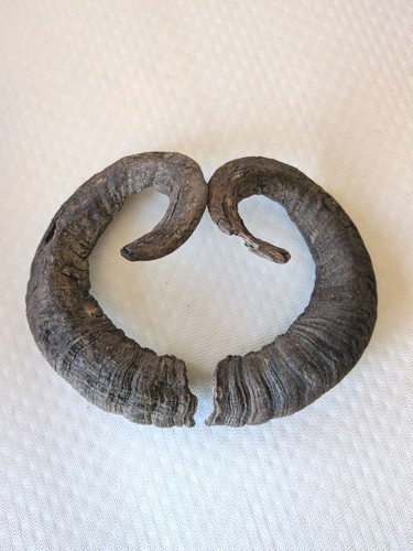 Pair real ram - of, horns