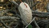 Finalmouse Ultralight 2 Cape