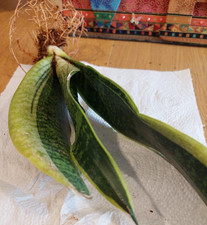 Snake Plant (Sansevieria) – 25–30 cm Healthy Rooted fully grown plant