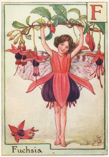 Fuchsia fairy by cicely - f,