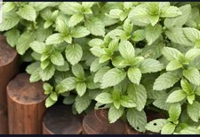 Fresh Orange Mint Plant (Mentha x piperita f.citrata) 9cm pot.