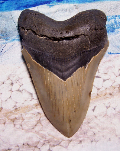 Megalodon shark tooth - megalodon,