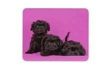 Affenpinscher Puppies Mouse