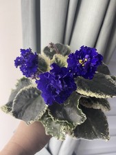 African Violets Set of 5