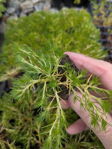 Sale xscleranthus biflorus - -,