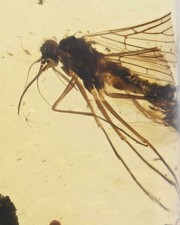 Sciaridae (Fungus Gnat)