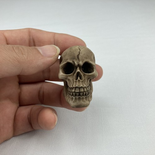 Scale human skeleton head - 1/6,