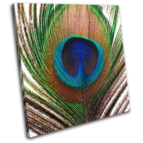 Peacock feather animals - animals, single