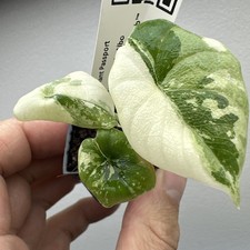 Alocasia melo albo variegata - alocasia,