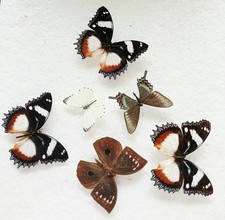  Butterfly Collection Set x6