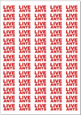 650 - LIVE ANTS - Small Labels