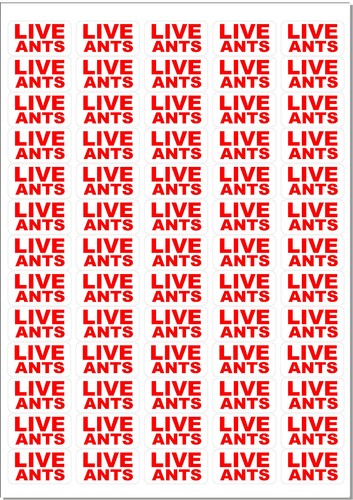 650 live ants - -, small