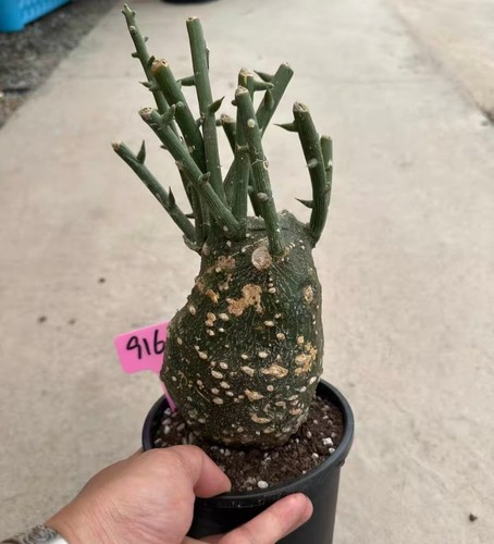 Adenia globosa wysiwyg - globosa, own