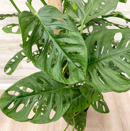 Monstera swiss cheese - monstera, live