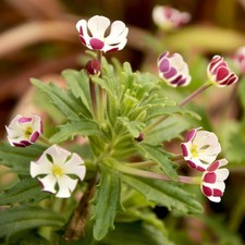 Yucca Filamentosa 3.6 & 10