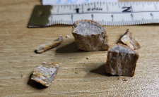 Dinosaur bones Kem Kem fm