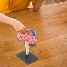 Human Brain Model Anatomy Desk Figure for Teaching Biology Learning Student