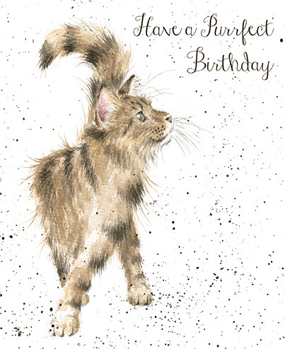 Cat happy birthday greeting - cat,