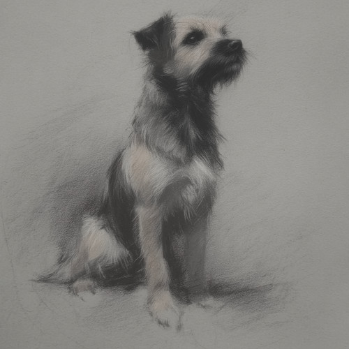 Border terrier size - border, a4