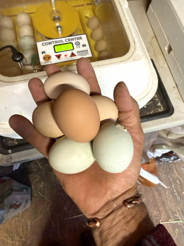 Chicken hatching eggs - ,