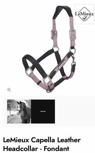 Lemieux capella headcollar - capella,