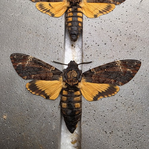 Acherontia atropos death head - death,