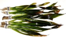 Vallisneria Gigantea "Giant Val" Vallis Bunch Live Aquarium Aquatic Plants