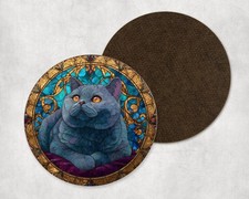 British Shorthair Cat Kitten