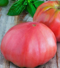 TOMATO 25 SEEDS PINK
