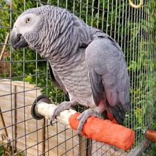 Edible Calcium Parrot Perch -