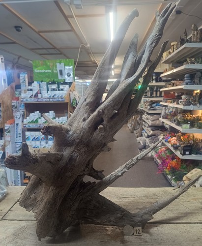 Large corbo root - corbo, aquarium