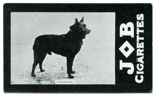 Schipperke belgian barge - barge, dog