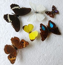 Butterfly Collection Set x6
