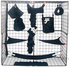 midnight black *Sugar Glider