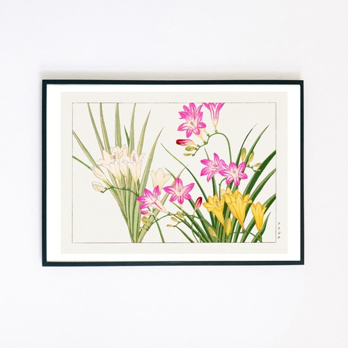 Japanese flowers 1904 - 1904, vintage