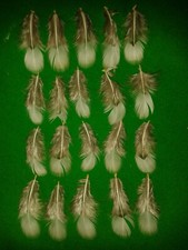 LADY AMHERST PHEASANT