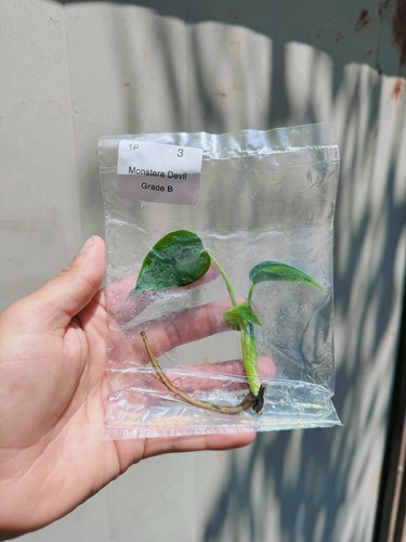 Monstera devil monster - monstera, (grade