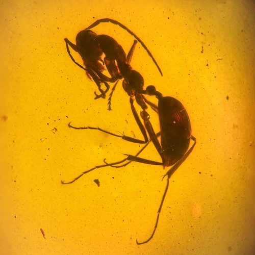 Ant burmese burmite amber - ant,