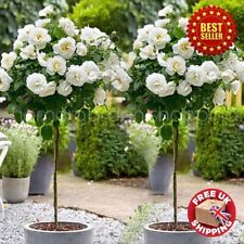 2 x Standard White Rose Tree