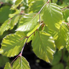 Fagus sylvatica european - fagus,