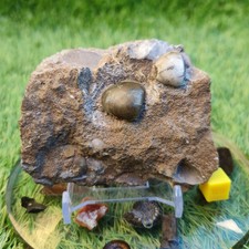 Shell fossil block from
