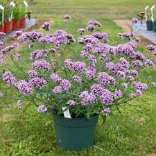 Verbena - VERBENA Bonariensis 'Lollipop'
