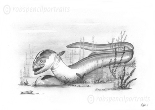 Eel pencil - eel,