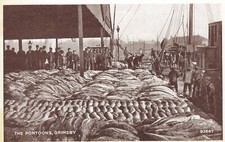 Postcard The Pontoons Grimsby [ Fish / Fishing Industry Int ] My Ref RU