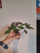 1x Tradescantia Callisia Flame