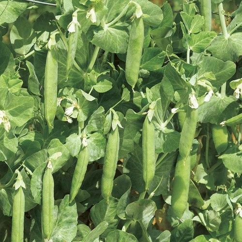 Pea plug plants - 6x,